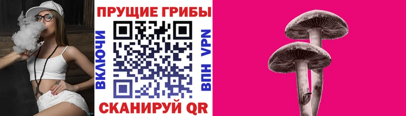 купить наркоту  Бакал  Псилоцибиновые грибы мицелий 